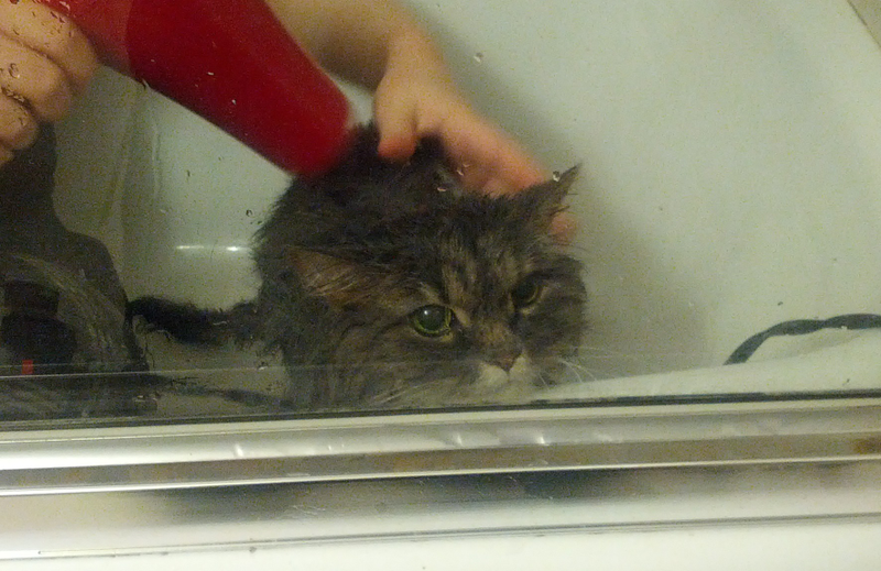 Illustration for article titled If you give a cat a bath...